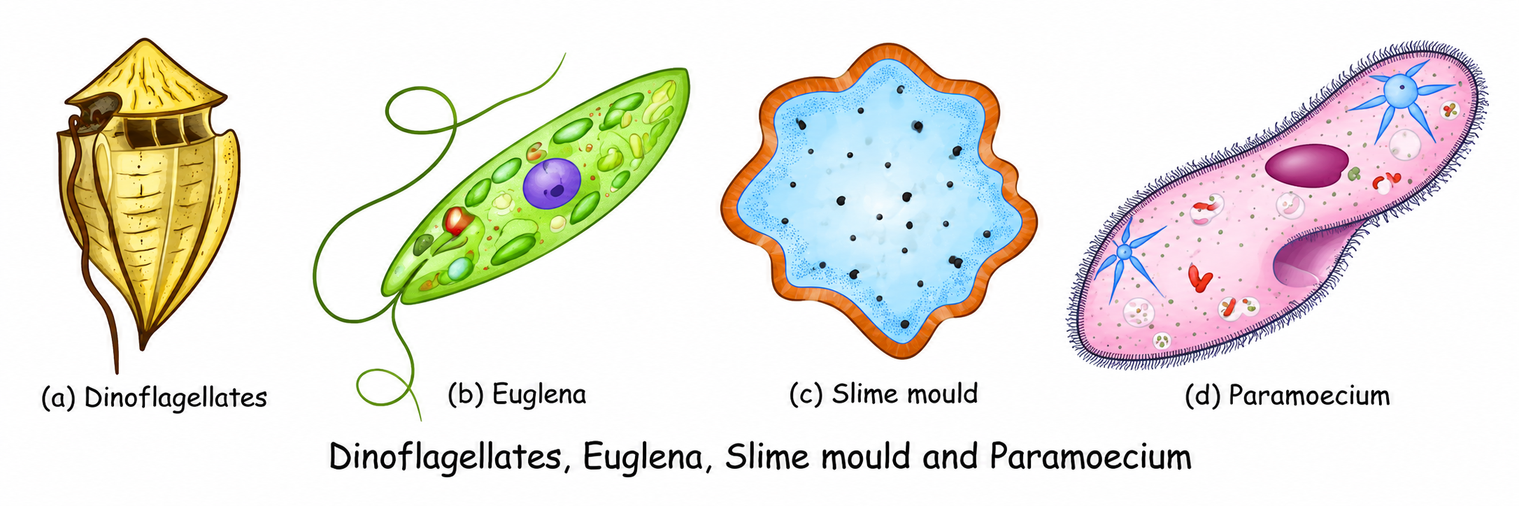 Microorganism Biology Overview Diagram